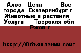 Алоэ › Цена ­ 150 - Все города, Екатеринбург г. Животные и растения » Услуги   . Тверская обл.,Ржев г.